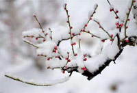 雪去春來，喜迎新一年